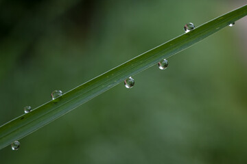 water drops on a grass