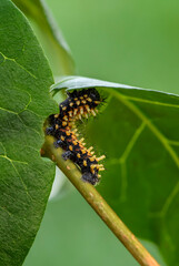 Suraka Silk Moth caterpillar - Antherina suraka, large beautiful orange moth from Madagascar island, Africa.