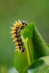 Suraka Silk Moth caterpillar - Antherina suraka, large beautiful orange moth from Madagascar island, Africa.