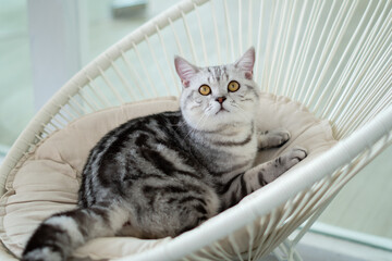 Close-up cat, Beautiful kitten or cat Scottish chill on sofa, cat wearing shirt