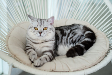 Close-up cat, Beautiful kitten or cat Scottish chill on sofa, cat wearing shirt