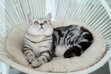Close-up cat, Beautiful kitten or cat Scottish chill on sofa, cat wearing shirt