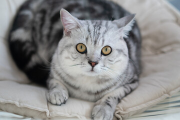 Close-up cat, Beautiful kitten or cat Scottish chill on sofa, cat wearing shirt