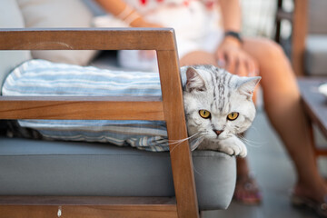 Close-up cat, Beautiful kitten or cat Scottish chill on sofa, cat wearing shirt