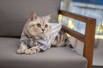 Close-up cat, Beautiful kitten or cat Scottish chill on sofa, cat wearing shirt