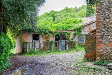 Fototapeta na wymiar Overgrown old backyard with shed