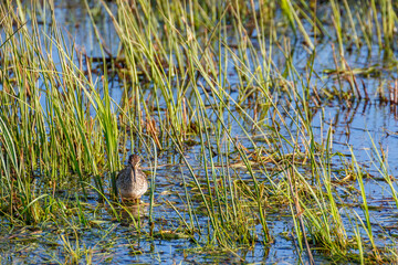 Sandpiper in the lake with grass