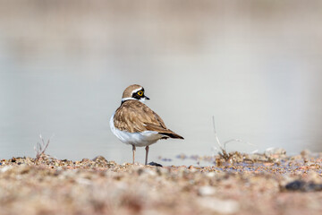 Little ringed plover at the water's edge