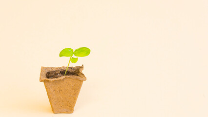Small green sprout in a peat pot