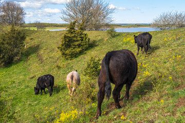 Grazing cows on a ridge in a beautiful spring landscape