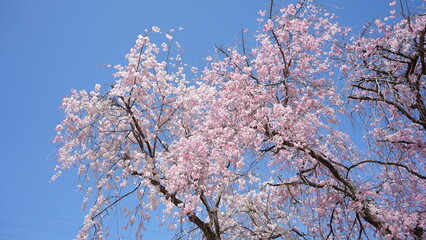 横井山緑地 桜