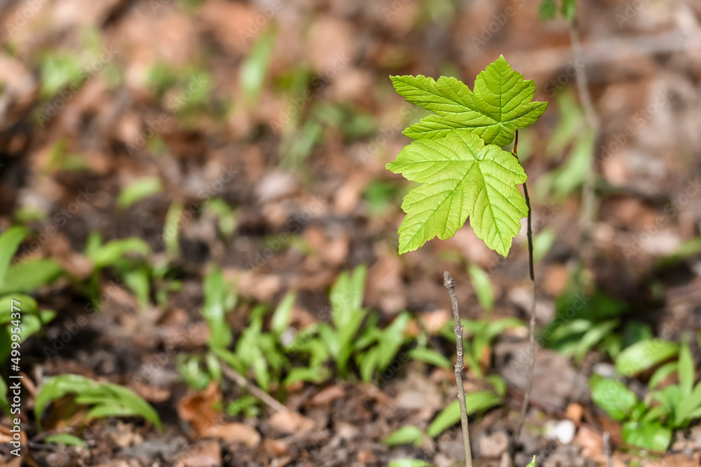 Poster bois arbre environnement printemps ecorce nature erable jeune pousse