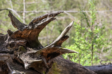 racine bois arbre nature foret environnement