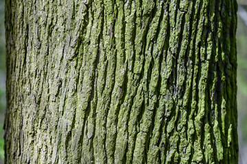 bois arbre environnement printemps ecorce nature chêne