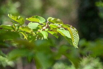 bois arbre environnement printemps ecorce nature hêtre