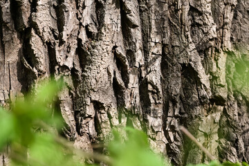 bois arbre environnement printemps ecorce nature chêne