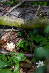 bois nature ail des ours 