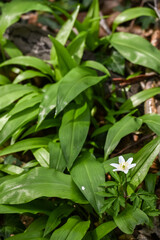 bois nature ail des ours 