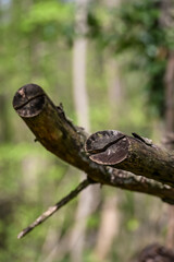 bois arbre environnement printemps ecorce nature 
