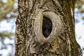 bois arbre environnement printemps ecorce nature 