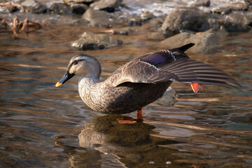 Wild Spot-Billed Duck stretching its wing and leg in a shallow stream.
