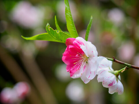 おめでたい花 の画像 1 192 件の Stock 写真 ベクターおよびビデオ Adobe Stock