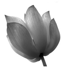 black lotus flower isolated on white background