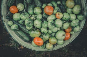 A basin of green tomatoes and cucumbers collected from the garden beds. Harvest of fresh vegetables...