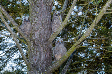 Young long-eared owl camouflaged next to the trunk of a pine tree. Asio otus.