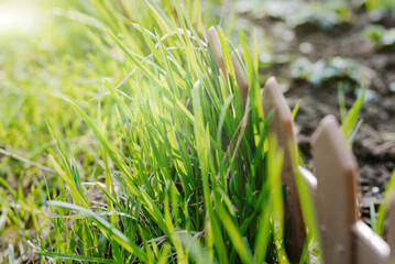 Fresh green grass grows next to the fence