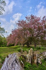 八重桜咲く牧場　秋元牧場