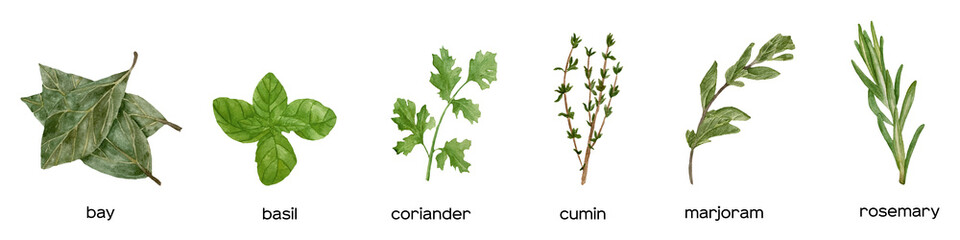 Watercolor collection of fresh herbs: green basil, rosemary, cumin, thyme, bay leaves. Kitchen herbs and spices banner © Берилло Евгения