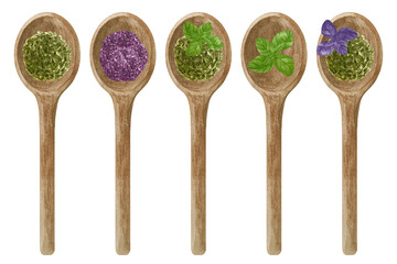 Watercolor set of fresh and dry green and purple basil in wooden spoon. Kitchen spices and herbs set.
