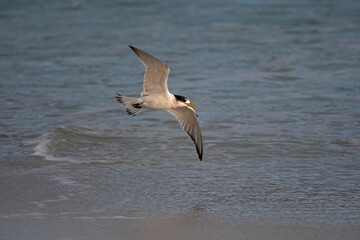 Tern in flight