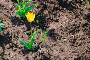 tulip flower