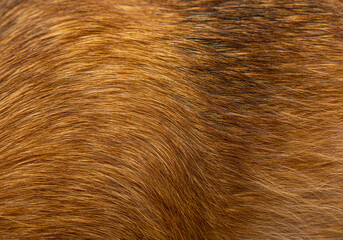 Dog fur textures. Red dog fur natural for backgrounds, textures and wallpapers.