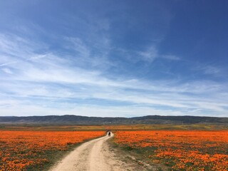 The road in the sea of flowers