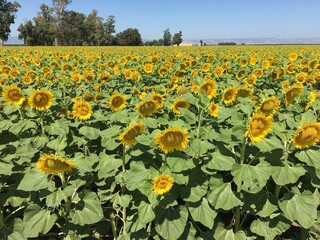sunflower field