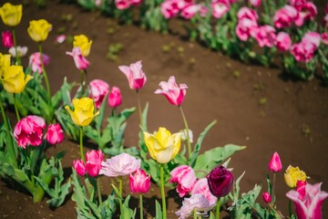 pink and yellow tulips