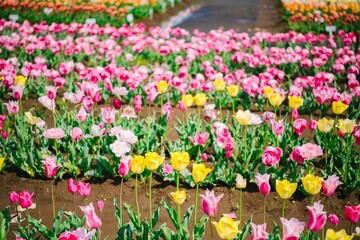 field of tulips
