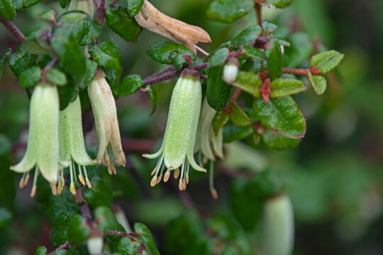 green correa reflexa