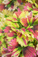 The background image for the work is the leaves of the coleus plant.