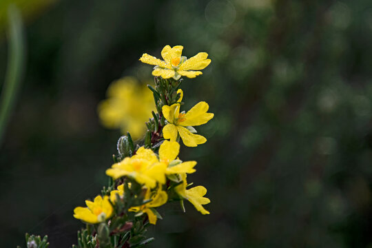Yellow flower - erect guinea - hibbertia riparia
