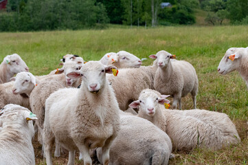Obraz premium A group of sheeps with funny faces
