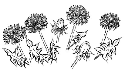 sumi-e style drawing of dandelion flowers, isolated on white background