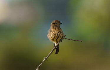sparrow sitting on a branch