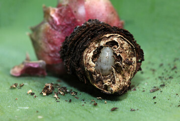 Closeup of plant root damage caused by a root eating maggot - larvae of Otiorhynchus sulcatus the Black Vine Weevil beetle on a Sempervivum rosette on green background.