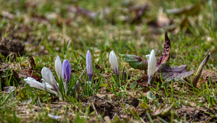 Krokus, Wiese, Krokusse, violett, weiß, Blume, Frühblüher, Naturschutz, geschützt, Blüte, Blumenwiese, Schwertlilie, Schwertliliengewächs, Alm, Almwiese, Gras, Crocus, ausdauernd, krautig, frisch, krä