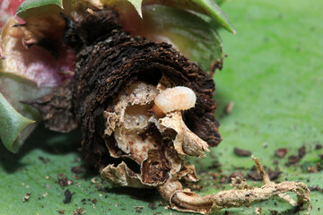 Closeup of plant root damage caused by a root eating maggot - larvae of Otiorhynchus sulcatus the Black Vine Weevil beetle on a Sempervivum rosette on green background.