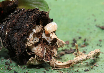 Closeup of plant root damage caused by a root eating maggot - larvae of Otiorhynchus sulcatus the Black Vine Weevil beetle on a Sempervivum rosette on green background.